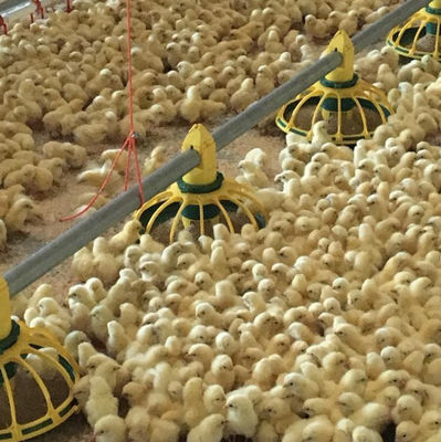نظام شرب تغذية الدواجن الأوتوماتيكي 45-65 نظام شرب الفروج