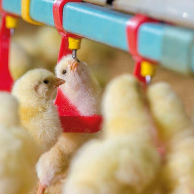 مغذيات الدجاج بقطر 330 ملم وشربوا النطاط الساخن Gavanized